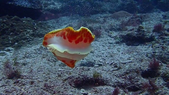 ミカドウミウシのダンス　スパニッシュダンサー　Hexabranchus sanguineus смотреть онлайн