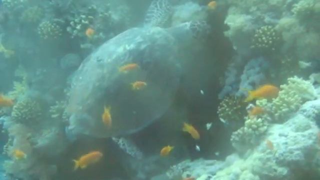 turtles eating sharm el sheikh 2010 смотреть онлайн