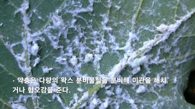 나무의사 2차 예상문제 미국선녀벌레 смотреть онлайн