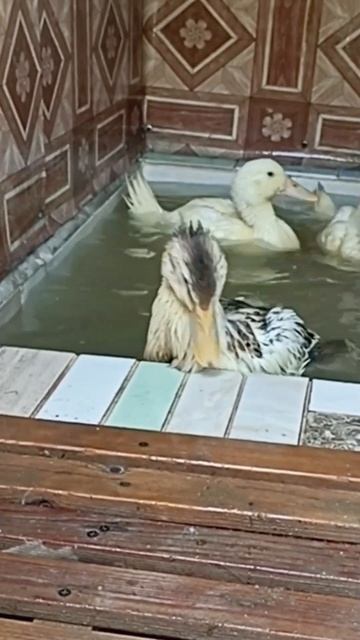 #ducks #утки #ducklings bathe смотреть онлайн