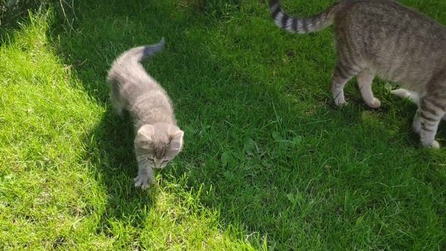 Котята на газоне смотреть онлайн