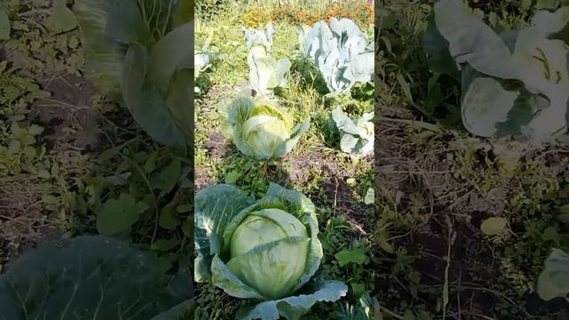 Красота смотреть онлайн