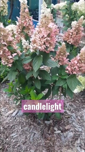 #candlelight #hortensia #hydrangea #гортензия #hydrangeaflower #садгортензий #flower #paniculata#са смотреть онлайн