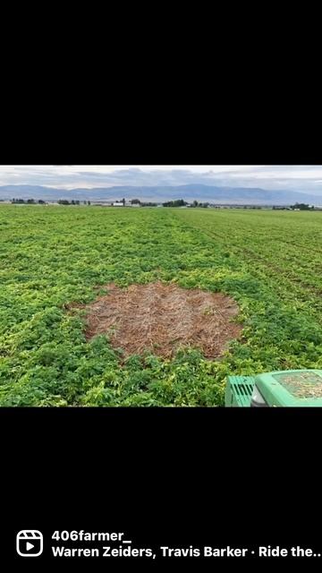 Lightning Strikes = Baked Potatoes   #farmlife #montana #potatoes #lightning Strikes