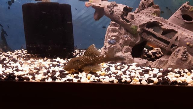 Blue Phantom Pleco and Jacobfreibergi Peacock eating смотреть онлайн