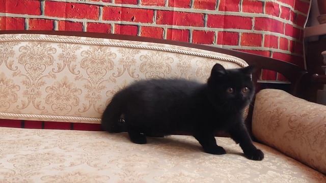 черная 🖤 девочка смотреть онлайн