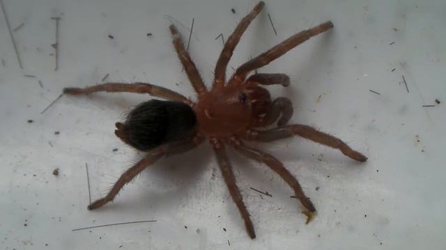 Mystery Spider! ID Help please смотреть онлайн