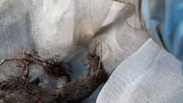 капец 😳 что случилось с моей черешней, #жизньвгермании я просто в шоке, и что я сделала? #огород смотреть онлайн