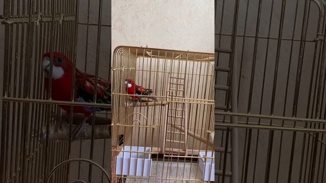 Розелла поет смотреть онлайн