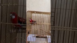 Розелла поет