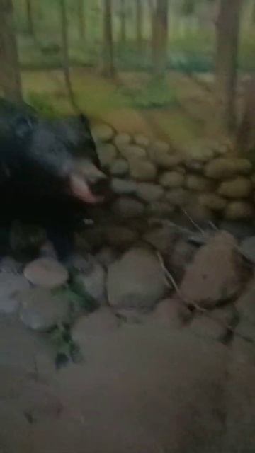 Pilibhit Tiger reserve 🐅#trending #photography #pilibhit #topsearch смотреть онлайн