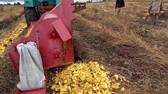 Уборка габруза 👍Сорту Штирійське💪 2021 🙌 Комбайн MOROZ в ділі 💪 смотреть онлайн