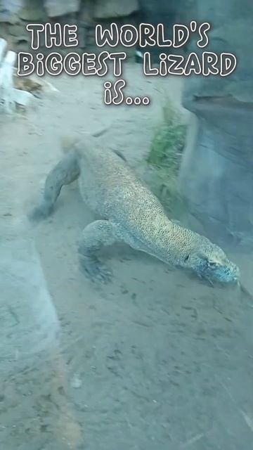 The world's biggest lizard... смотреть онлайн