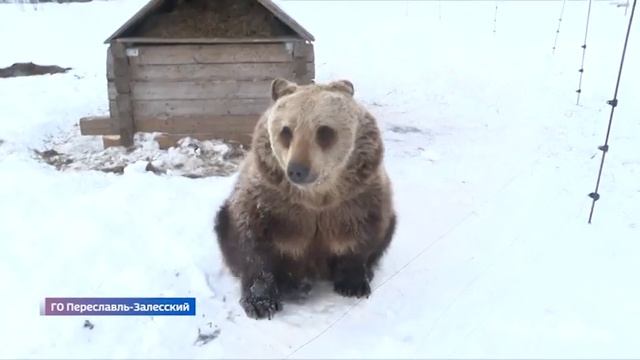 Специальный репортаж «О жизни медведя Василия» от 22.02.2020 смотреть онлайн