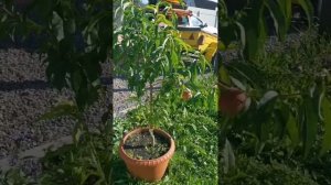 пробую вырастить персик Лоико и Новоселковский в ЛенОбласти.