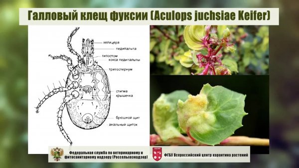 Галловый клещ фуксии (Aculops juchsiae Keifer)