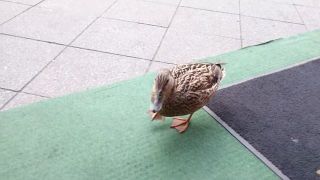 Немецкая утка смотреть онлайн