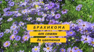 Брахикома от семян до цветения. Однолетнее цветущее растение #50