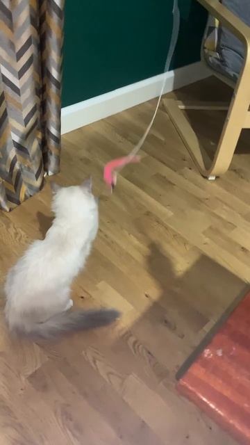 Видеопривет от моей Выпускницы Евы, окрас блю - линкс- тэбби - пойнт с белым, возраст 4, 5 месяца!