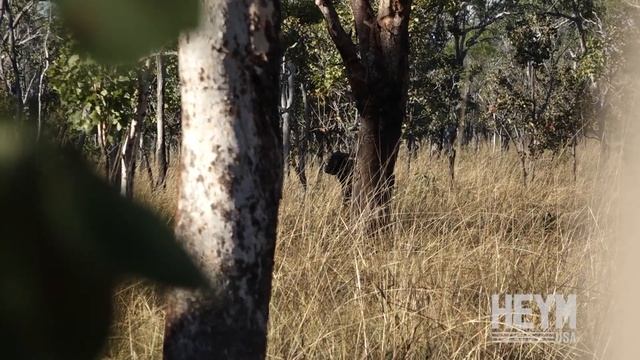 HEYM Arnhem Land Banteng 2019 смотреть онлайн