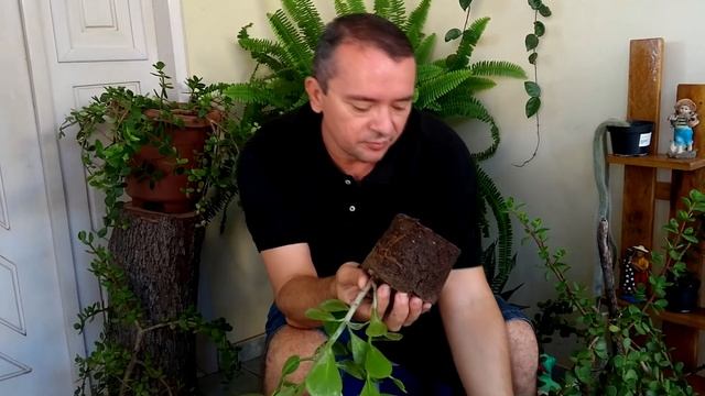 Clúsia: como plantar e cuidar. смотреть онлайн