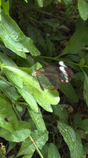 Tuesday Tranquility - Glasswing Butterfly On A Leaf смотреть онлайн