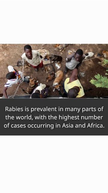 Rabies fact! #rabies #rabiesvaccine #vaccination #shortsyoutube #dog #cat смотреть онлайн