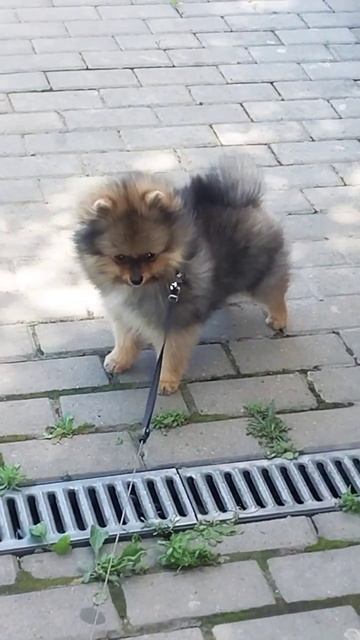 #собака #собачки #щенок Плюшик 😍 смотреть онлайн