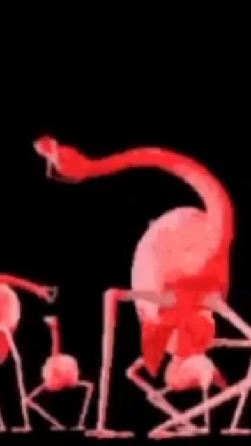 . #flamingo #фламинго #fypシ #viral #memes #shorts #shorts #птицы смотреть онлайн