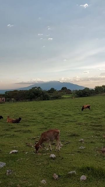 Vaquitas de Azacualpa. смотреть онлайн
