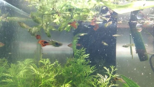 How to Feed Guppies etc with Fancy Guppy Hikaro Food смотреть онлайн
