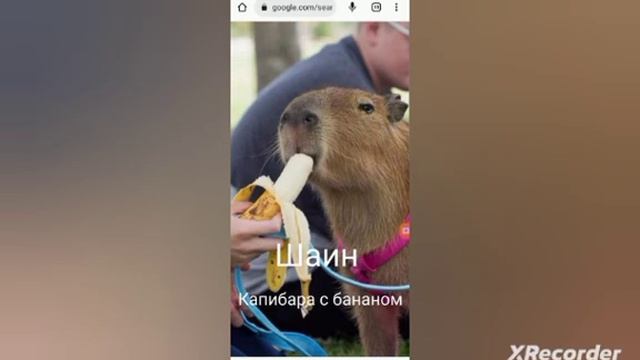 капибара по имени часть 5 смотреть онлайн