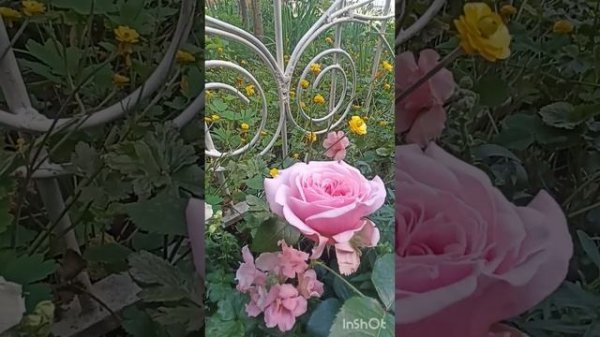 роза Миранда🌸❤