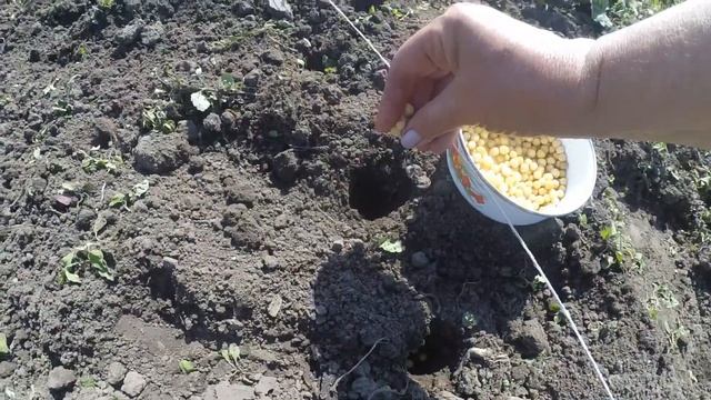 І знову СІЄМО ГОРОХ.