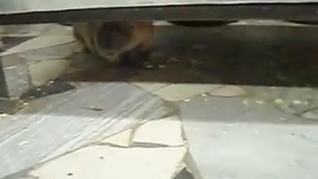 Прогулка сурка. Marmot Walk. смотреть онлайн