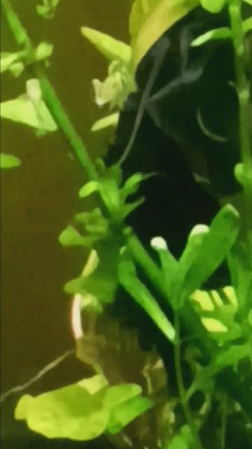 BEST Algae Eaters смотреть онлайн