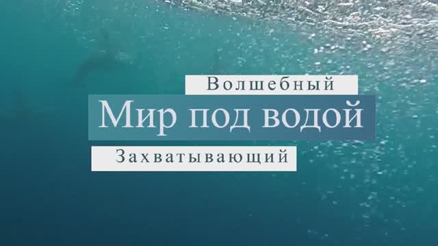 Мир под водой смотреть онлайн