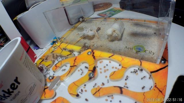 Муравьи поедают насекомое смотреть онлайн