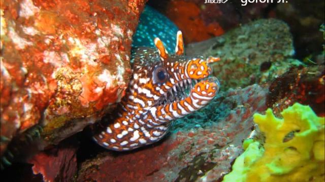 ネコザメの居る海　静岡県　伊東市　伊豆海洋公園 смотреть онлайн