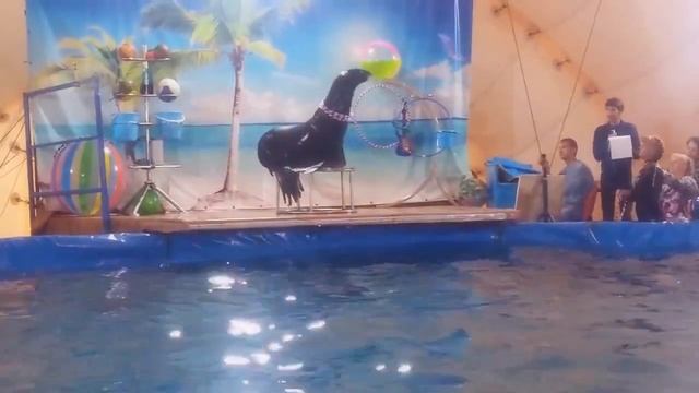 побывали в приезжем дельфинарии смотреть онлайн