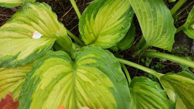 Хоста War paint...успеть насладиться весенним окрасом листьев #hosta #хоста #коллекция #сорта #весн смотреть онлайн