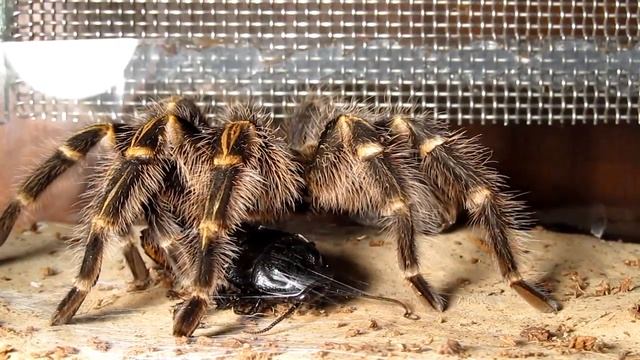 Grammostola Pulchripes (aureostriata) Killing & Eating Big Madagascar Cockroach (720p)