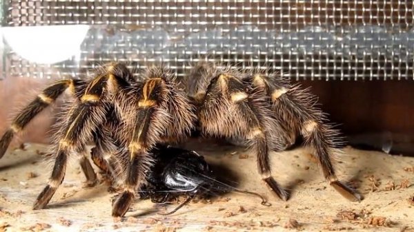 Grammostola pulchripes (aureostriata) killing & eating big madagascar cockroach (720p)