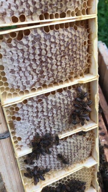 Мини-рамки, сотовый мёд! смотреть онлайн