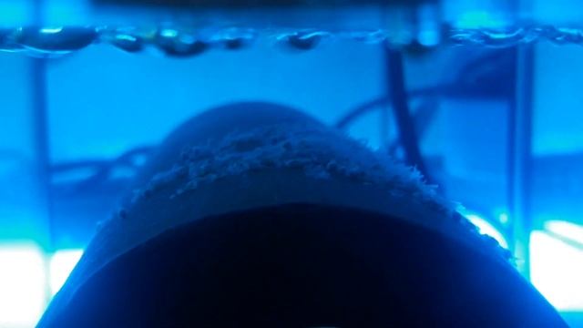 Магические хвосты (личинка скалярии архив). смотреть онлайн