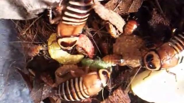 Eurycotis decipiens; Zebra Cockroach смотреть онлайн