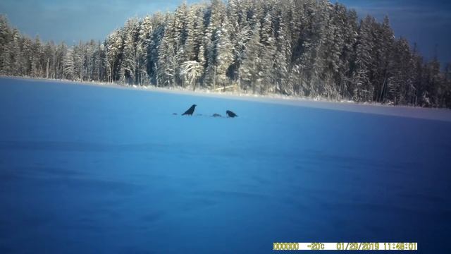 вОроны на приваде смотреть онлайн