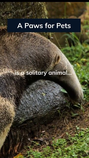 Journey Into the Habitat and Behavior of This Mammal! 👇 #animaltruths #shorts #giantanteater смотреть онлайн