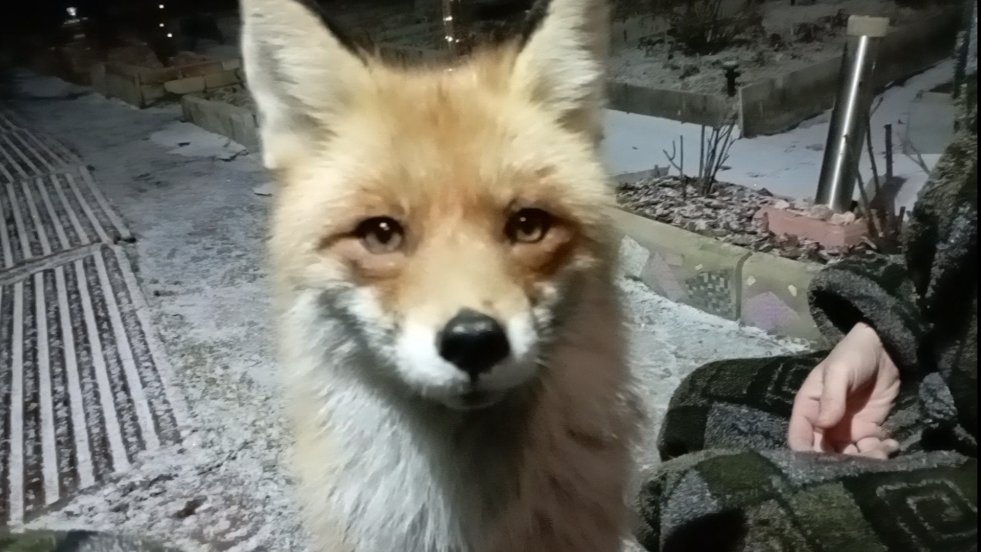 (983) Лиса приходит в гости. Март 2025 смотреть онлайн