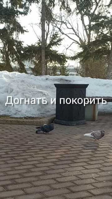 Голуби в парке
#разбуди_творца #птицы #любовь
